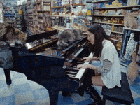 Music Video Cats GIF