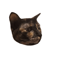 IXSERA cat cats bolts eb Sticker