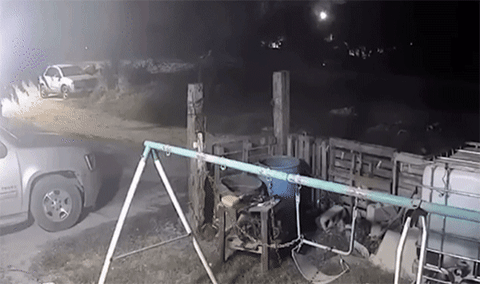 cuteanimalland giphyupload GIF