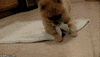 thanks company GIF