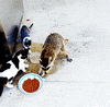 raccoon GIF