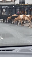 Escaped Cows Seen Marching Through English Town