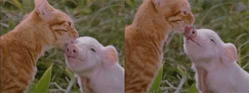 cat licking GIF by Cheezburger