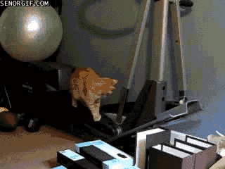 cat gym GIF by Cheezburger