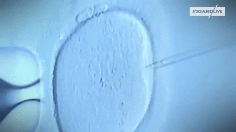 GIF by Le Figaro