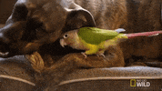 dog friends GIF by Nat Geo Wild