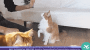 Shortys GIF by Shorty Awards