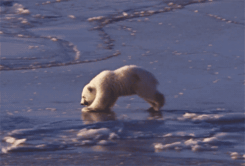 So Proud Of This One Polar Bear Cubs Are Really Cute GIF by hoppip