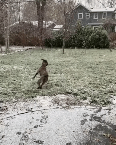 Dog Frolics as Snow Falls in Boise