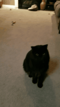 cat hair GIF