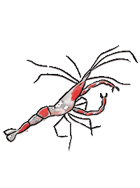 Ocean Shrimp Sticker