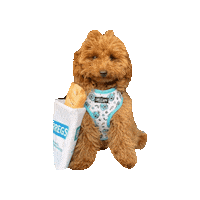 Dog Sticker by victoriacatwalkdog