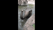 allwetterzoo hot summer goodbye swim GIF