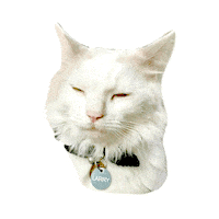 IXSERA cat larry bolts eb Sticker