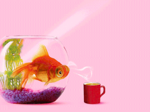 goldfish GIF