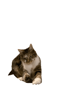 Cat Scooting Sticker