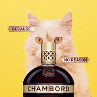 chambord cocktails GIF