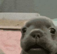 Pibble GIF