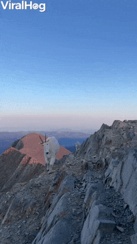 Hiker And Mountain Goats Meet On Bridger Range Summit GIF by ViralHog