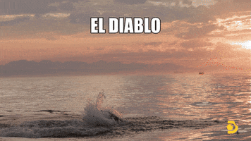 Discovery Breach GIF by Shark Week