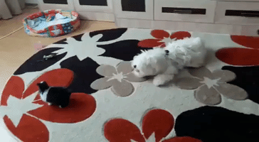 Dog Is Less Than Impressed With Energetic Rabbit