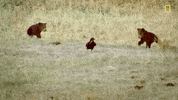 natgeochannel nat geo yellowstone yellowstone live predator baby boom GIF