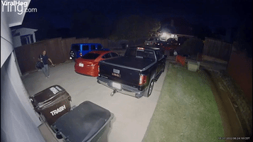 When Raccoons Attack