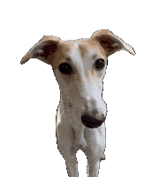 Hungry Eyes Dog Sticker by De Graafschap Dierenartsen