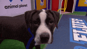 Animal Planet GIF by Puppy Bowl