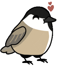 Bird Vogel Sticker by mahoniemoni
