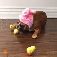 Adorable Animals Celebrate Easter in Cute Headwear
