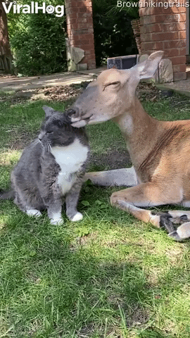 Deer Gives Cat  Bath
