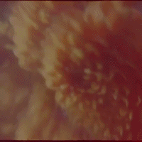 GIF by The Digital Fairy