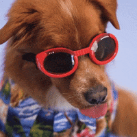 vinimarconato happy cat dog mood GIF