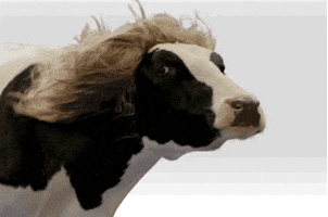 moo GIF