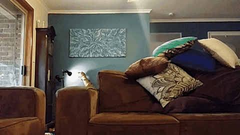 pillow fort GIF