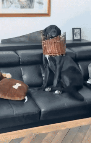 Dog Tries to Act Innocent After Basket Mishap