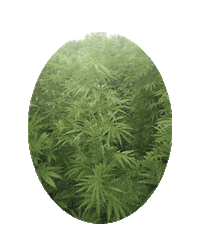 Horse Cannabis Sticker by SandraFencl