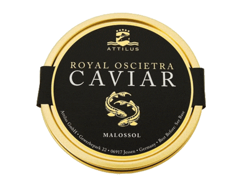 Attilus_caviar giphyupload caviar sturgeon oscietra Sticker
