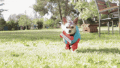 Nicki Minaj Dog GIF by DNCE