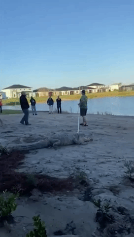 Large Alligator Takes Up Residence In New Home