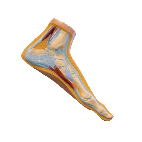 3D Bones Sticker by Voetencentrum Wender