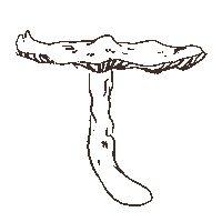 Kaylvalentinee mushroom shroom kaylvalentinee kayleighvalentine Sticker