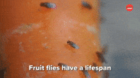Fruit Flies Life Span