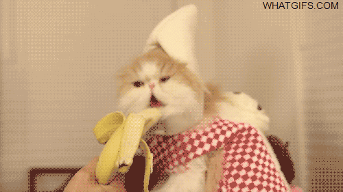 nom GIF