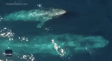 Incredible Footage Shows Whale Calf Twirling in Waters off California