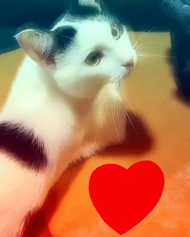 Cat Thank You GIF
