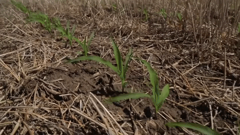 channelseed giphyupload agriculture farmer corn GIF