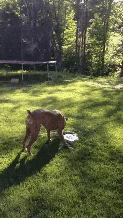 Top GIF