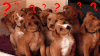 GIF by Giphy QA